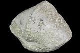 Pyrite Replaced Brachiopod (Paraspirifer) - Ohio #89735-1